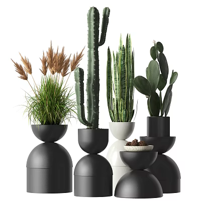 Stylish Potted Plants With Cactus Succulents And Grass In Black White Round Bowls 3d model