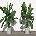 Large Leaf Potted Plants In White Pots For Indoor Living Space With Wooden Floor