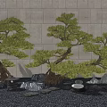 Japanese Garden Courtyard with Bonsai Pines Stone Wall Black Gravel Stones and Small Stone Table