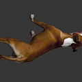 Brown And White Dog Standing With Open Mouth And Tongue Out Against Gray Background