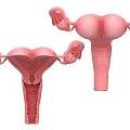 3D Illustration of Pelvic Organs Showing Uterus Ovaries and Fallopian Tubes