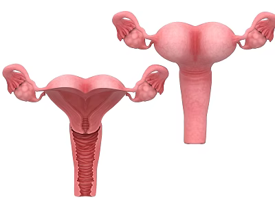 3D Illustration of Pelvic Organs Showing Uterus Ovaries and Fallopian Tubes 3d model