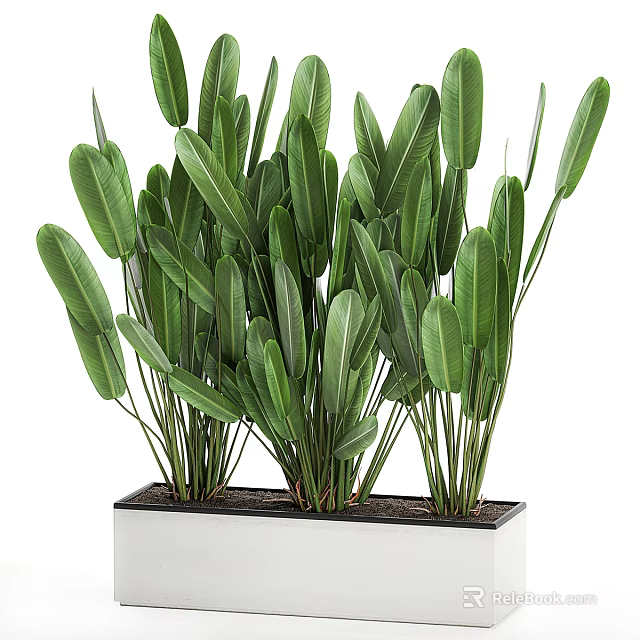 Indoor Decorative Bonsai Plant With Green Long Leaves In White Rectangular Pot 3d model 