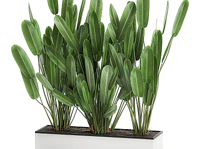 Indoor Decorative Bonsai Plant With Green Long Leaves In White Rectangular Pot 3d model