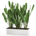 Indoor Decorative Bonsai Plant With Green Long Leaves In White Rectangular Pot