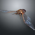 Cicada With Orange Black Body Patterns And Transparent Spread Wings 3d model