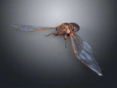 Cicada With Orange Black Body Patterns And Transparent Spread Wings 3d model