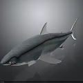 Gray Shark With Sleek Body And White Fins On Dark Background With Reflection