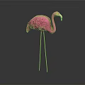 Pink Flamingo with Long Legs and Curved Neck Standing on Dark Background with Reflection