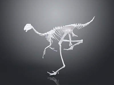 Realistic White Dinosaur Skeleton Structure On Gray Background With Reflection 3d model