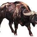 Strong Buffalo With Large Curved Horns And Thick Brown Shaggy Coat