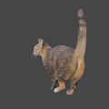 Brown And White Tabby Cat In Standing Pose With Gray Background
