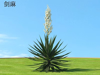 Tall Green Shrub With Long Leaves and White Flowers in Grass Field Under Blue Sky 3d model