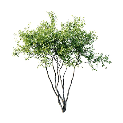 Lush Arbor With Green Leaves And Multiple Branches In Natural Growth Form 3d model