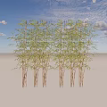 Lush Green Bamboo Plants With Tall Stems And Fresh Leaves In Natural Garden