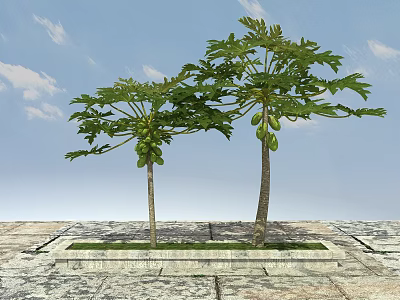Lush Tall Trees With Green Leaves And Fruits Against Blue Sky On Stone Pavement 3d model