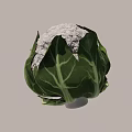 Fresh Organic Whole Cauliflower Heads with Green Leaves on White Background
