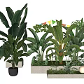 Green Potted Plants with Large Leaves in Black and White Planters for Indoor Decor