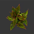 Vibrant Indoor Houseplant With Green Leaves Red Edges In Woven Textured Pot