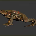 Detailed Colorful Toad With Red Brown Markings On Gray Background