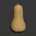 Fresh Light Yellow Butternut Squash Isolated With Spots On Black Background