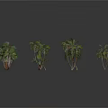 Tropical Palm Plants With Various Species Different Leaf Shapes Sizes And Heights For Decorative