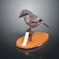 Detailed Stuffed Bird Specimen Perched On Round Orange Base With Small White Tag