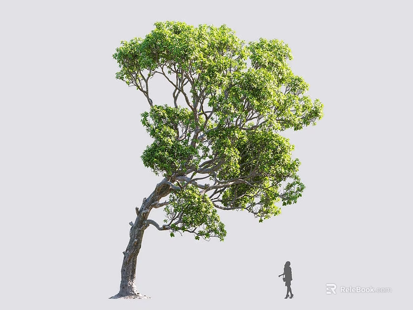 Tall Arbor with Curved Trunk and Lush Green Foliage and Human Figure for Size Reference 3d model 