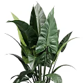 Garden Decor Featuring Lush Green Plants With Large Leaves In Ceramic Pots For Home Garden