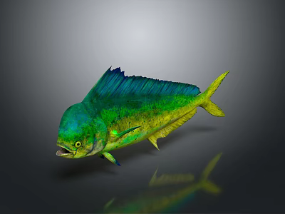 Vibrant Mahi Mahi Fish with Green Blue Yellow Colors and Shiny Scales on Dark Background 3d model