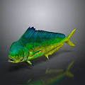 Vibrant Mahi Mahi Fish with Green Blue Yellow Colors and Shiny Scales on Dark Background