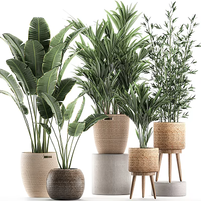 Various Indoor Potted Plants with Banana Palm Leaves and Bamboo in Woven Pots 3d model
