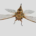 Cicada With Transparent Spotted Wings And Striped Body On Gray Background