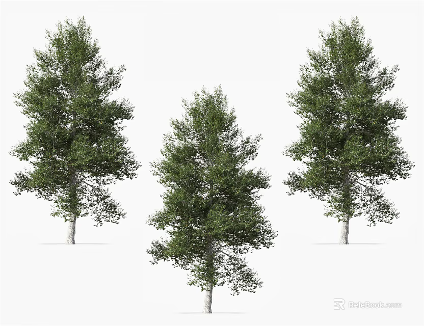 Three Tall Healthy Trees with Lush Green Foliage for Design Illustration Projects 3d model 