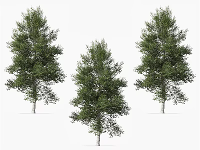 Three Tall Healthy Trees with Lush Green Foliage for Design Illustration Projects 3d model