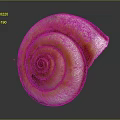 Snail Spiral Shell With Orange And White Striped Pattern On Dark Background