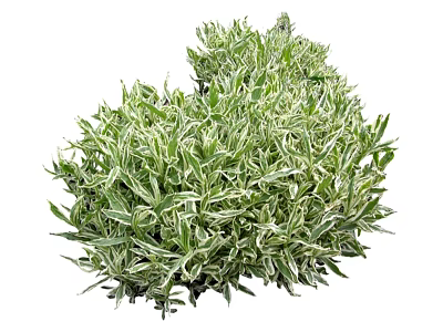 Lush Green Plant With White Striped Leaves For Indoor Outdoor Decorative Use 3d model