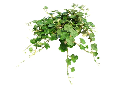 Lush Green Vine With Trailing Branches And Fresh Small Leaves 3d model