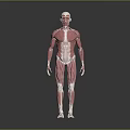 Human Limb Muscles Anatomical 3D Model Displaying Detailed Muscle Structure and Fibers