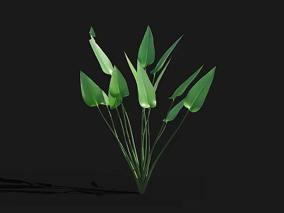 3D Rendered Green Leafy Plants with Long Stems and Broad Green Leaves on Black Background 3d model