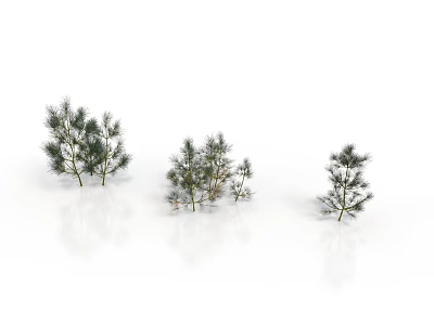Three Pine Trees of Different Sizes on White Background with Reflections 3d model