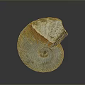Natural Stone Ammonite Fossil Artwork With Wooden Accent And Detailed Texture