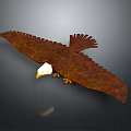 Eagle with White Head Brown Feathers Spreading Wings on Dark Background with Reflection