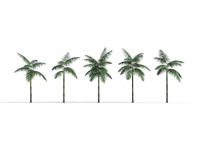 Five Palm Trees Standing Side by Side Against White Background 3d model