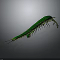 Green Centipede with Long Segmented Body and Numerous Legs on Dark Background 3d model