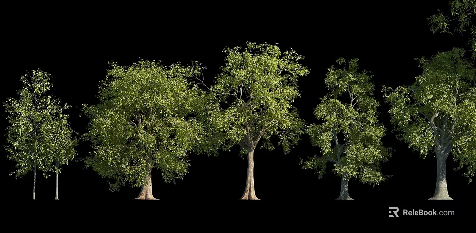 Lush Green Arbor Trees With Thick Trunks And Dense Foliage In Natural Setting 3d model 
