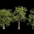 Tree Landscape Trees Tall Trees Tall Trees Landscape Plants Plant Trees Combination Flower Trees 3d model