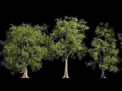 Lush Green Arbor Trees With Thick Trunks And Dense Foliage In Natural Setting 3d model