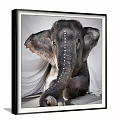 Elephant Animal Painting With Large Ears Curled Trunk Decorative Dots White Fabric Background Wall Art