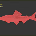 Fish Freshwater Fish Sea Fish Animal Game Animal Cartoon Animal Realistic Animal 3d model